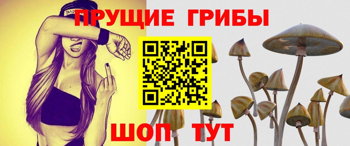 Шарыпово  Галлюциногенные грибы Psilocybine cubensis  Вход с VPN 